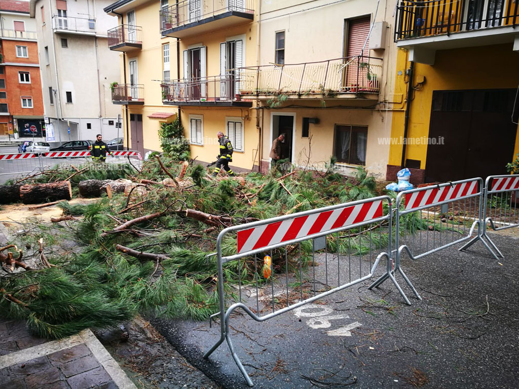 albero-caduto.jpg