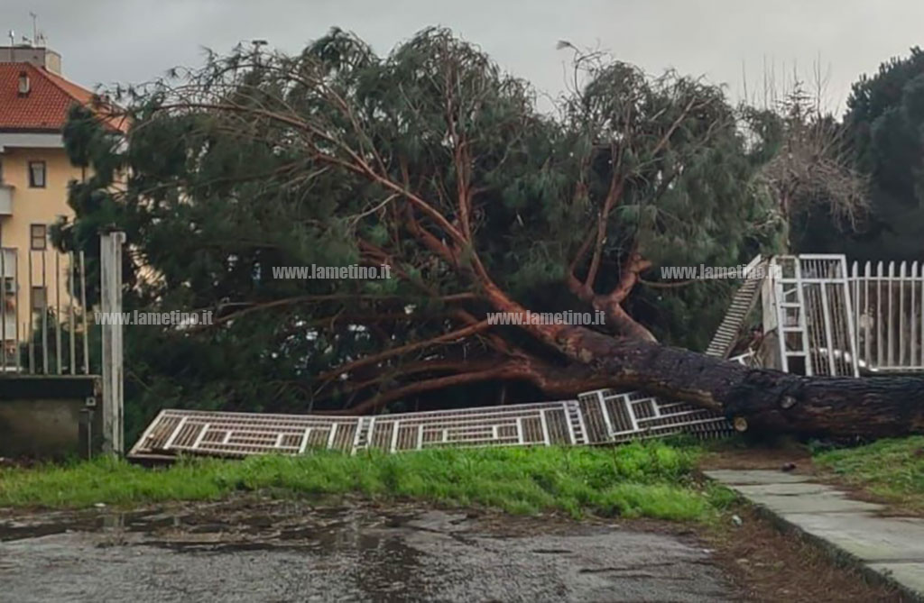 albero-caduto12-at-16.14.46_52cd5.jpg