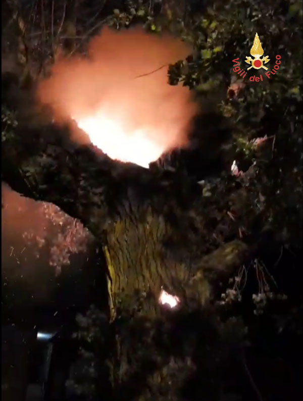 albero-fiamme.jpg