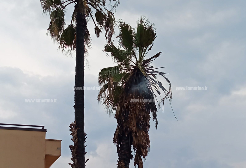 Lamezia, acquazzone provoca disagi e allagamenti: fulmine colpisce una palma - VIDEO