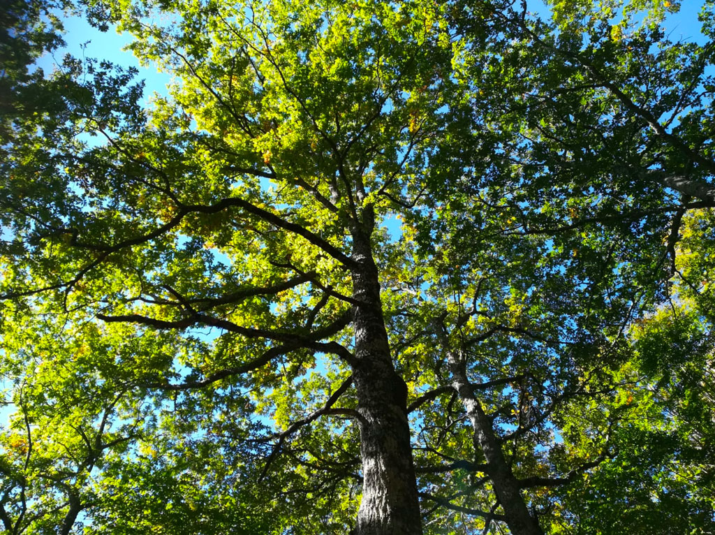 albero-natura-manifest-2710.jpg