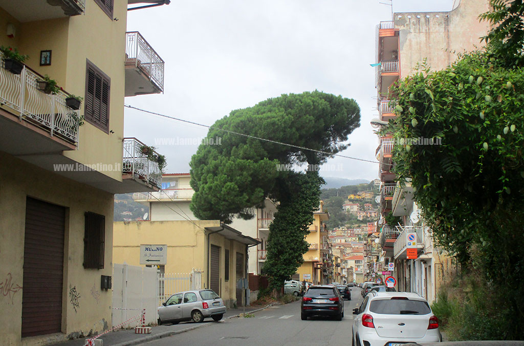 Lamezia, domani l'abbattimento del pino di via Indipendenza. Una residente: "Vero pericolo è il marciapiede"