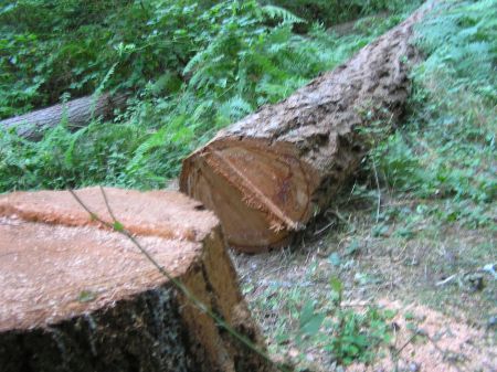 Calabria: Sorpresi a tagliare alberi, arrestati