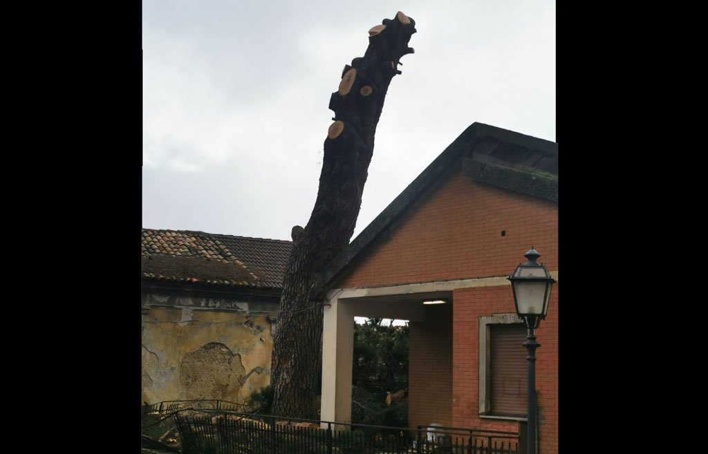 Gruppo Pd a Gizzeria: "Abbattuto pino monumentale, scelta contraria al buon senso"