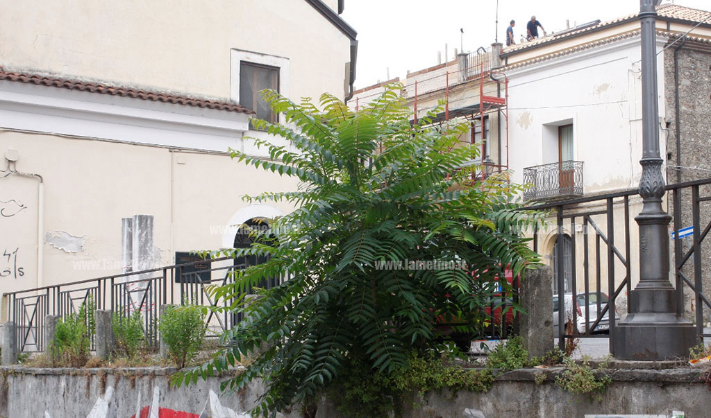 Lamezia: ailanto cresce su muro Salita Fratelli Maruca