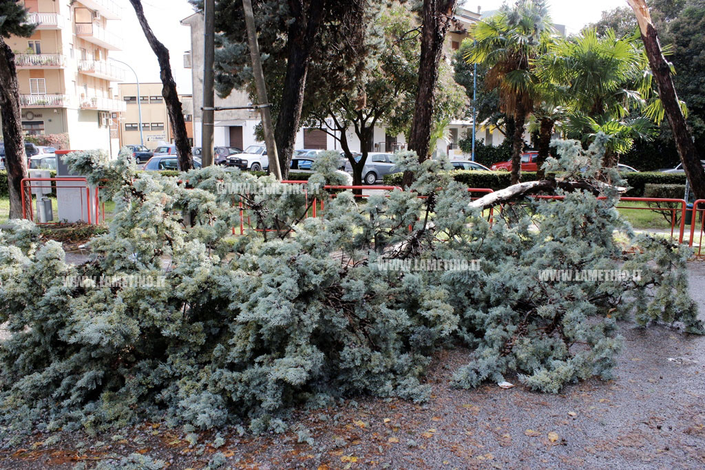 Lamezia, albero divelto per forte vento in via Bachelet