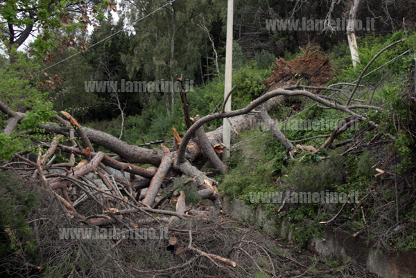 Lamezia: vento sradica albero secolare nel bosco Sant'Antonio. Disagi ovunque