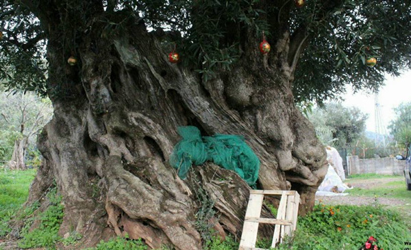 Lamezia: associazione Santi Quaranta Martiri promuove "Tesoretto lametino", percorso storico-cuturale
