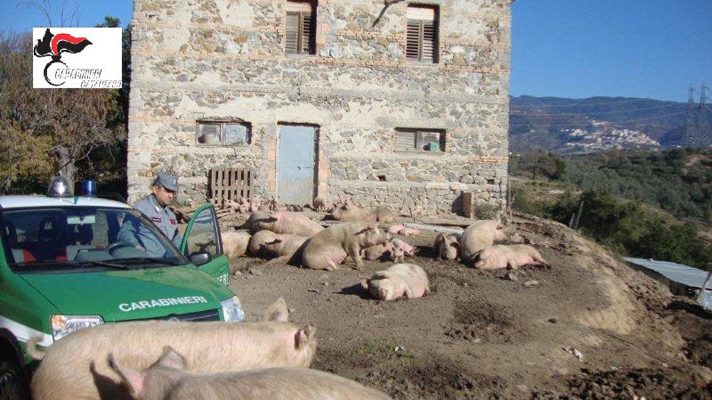 Sequestrati 44 suini in allevamento non autorizzato nel catanzarese