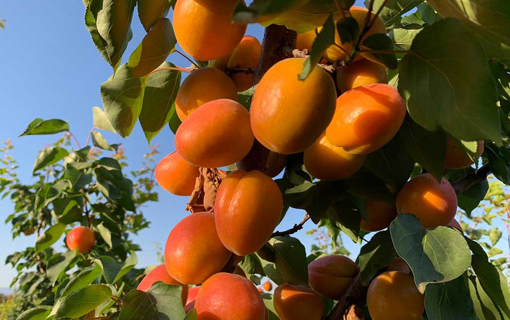 Coldiretti: “Frutteto Calabria il bilancio è molto negativo per pesche, nettarine e albicocche”