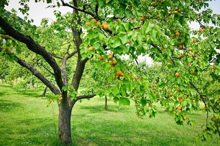Continui sbalzi di clima in Calabria, crolla del 30% il raccolto di albicocche