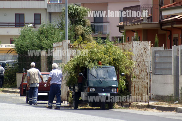 albizie_taglio.jpg