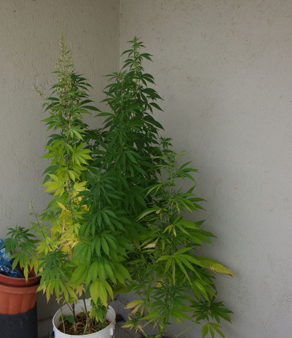 alcune-piante-cannabis1.jpg