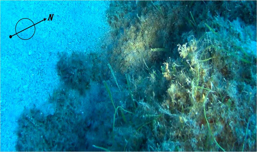 Scoperta a Capo Vaticano la presenza di un'alga tropicale: la ricerca dell'Arpacal 