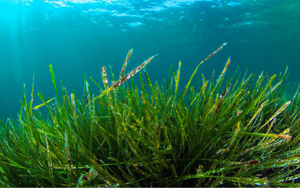 Lamezia, in città il Festival dello Sviluppo Sostenibile: focus sull'alga spirulina