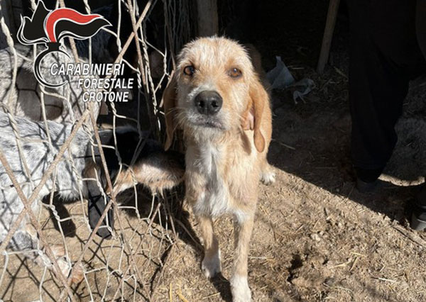 Sequestrati cani e suini allevati in cattive condizioni, una denuncia a Crotone