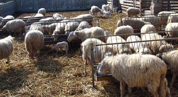 Lingua blu, Regione in campo a sostegno degli allevatori: definite misure e azioni per arginare emergenza