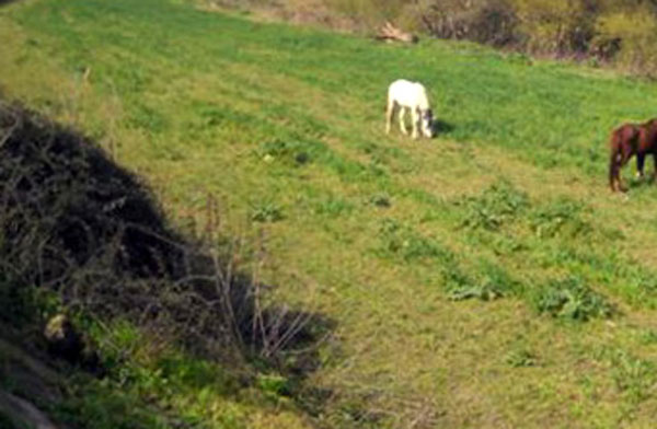 Pascolo abusivo in terreni confiscati alla mafia nella locride, denunciata allevatrice
