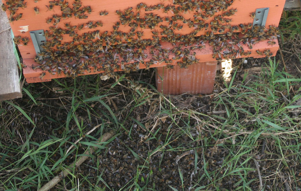 Coldiretti: "Mese d'agosto preoccupante per gli apicoltori calabresi, rafforzare i controlli"
