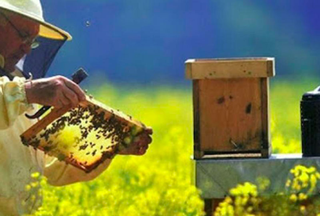 Programma apistico in Calabria, Regione: in arrivo più di 450mila euro per i produttori 