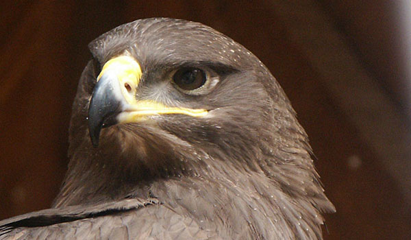 Monitoraggio Aquila Reale in Parco Aspromonte, presentati primi risultati