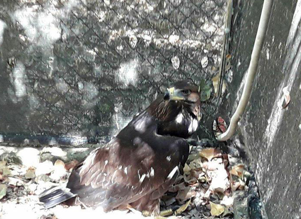 Aquila reale ferita recuperata nel parco del Pollino