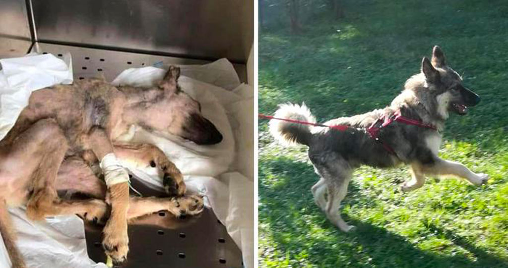 La storia di "Ares", il cucciolo gettato in un fosso a Motta Santa Lucia curato dall'Enpa