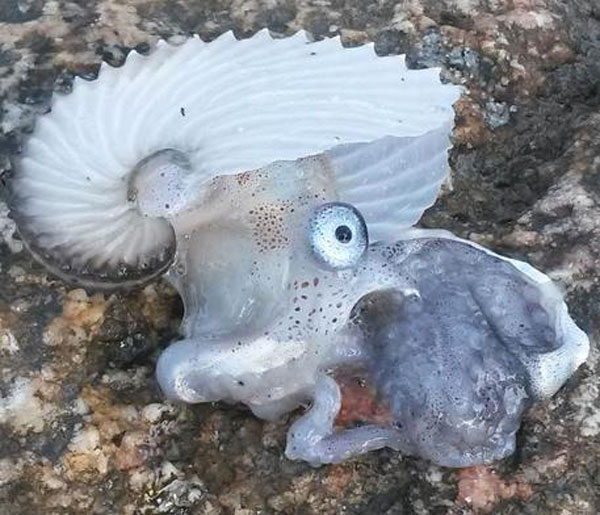 Esemplare di argonauta trovato su spiaggia a Briatico