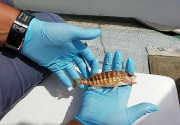 Arpacal: Marine Strategy, Crotone e Gioia Tauro aree test per monitoraggio contaminanti chimici