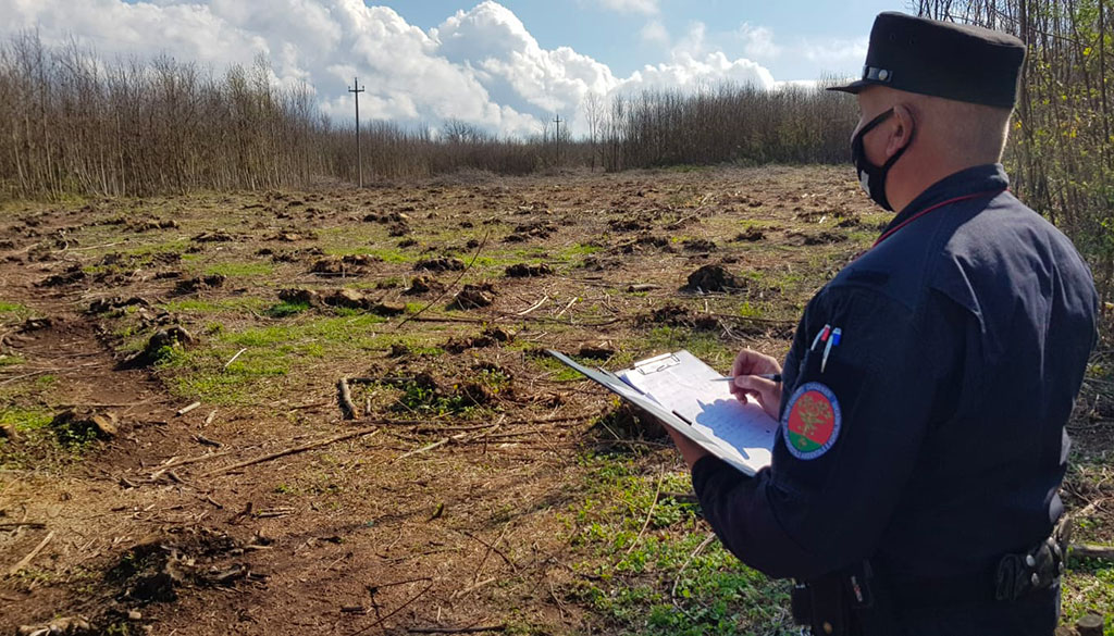 Sorpresi a tagliare legna dal bosco del vicino, 5 arresti nel reggino