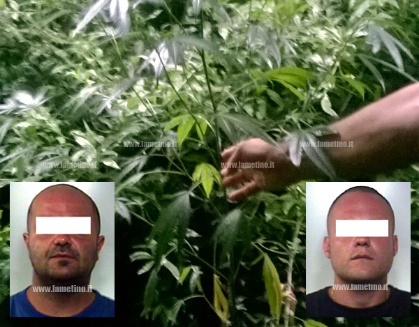 Due arresti per coltivazione e produzione di canapa indiana a Feroleto Antico 