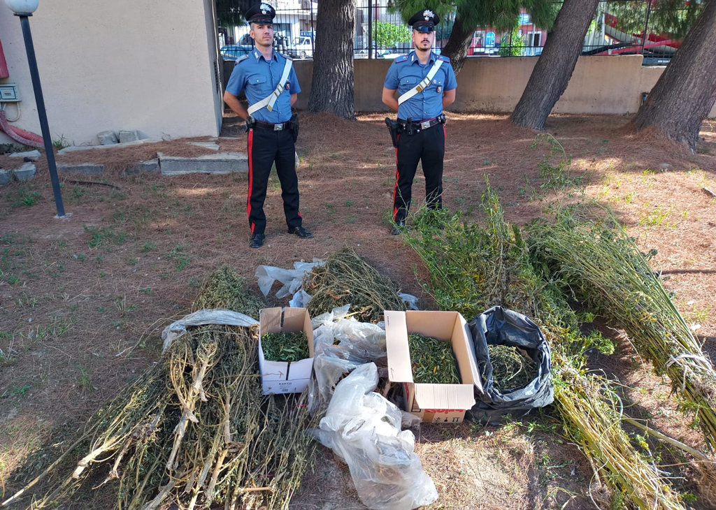 arresti-per-esecuz-coltivaz.-marijuana_1cf00.jpg