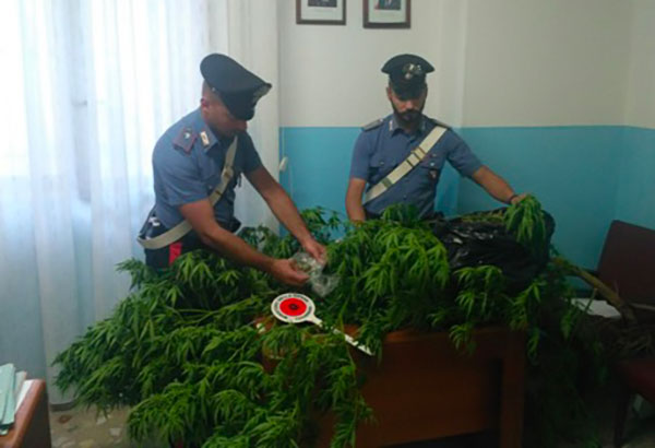 Scoperto a coltivare marijuana, arrestato 65enne nel crotonese