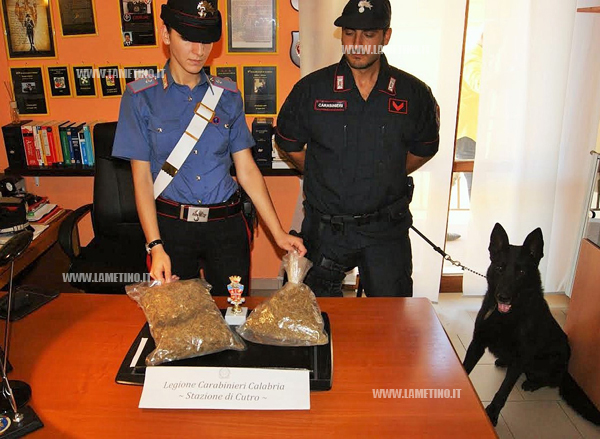 Calabria: Cane antidroga Sambo scopre 700 grammi marijuana, arrestato 25enne