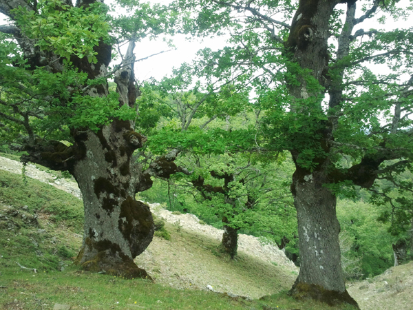Operazione antibracconaggio, Corpo forestale denuncia due giovani nel parco d'Aspromonte 