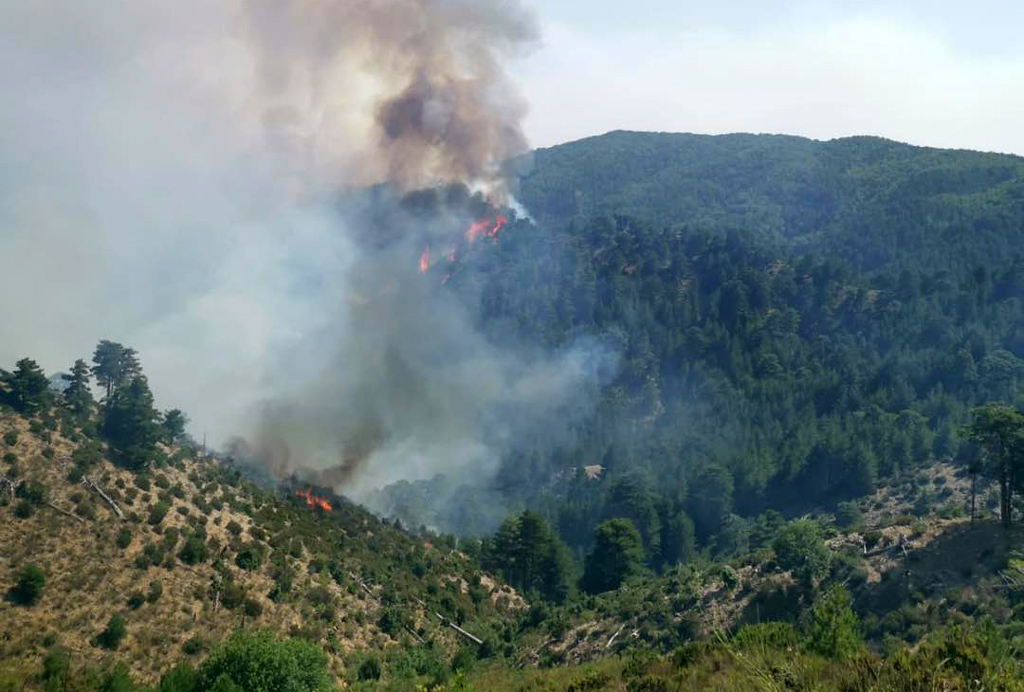 Incendi, ok a rimboschimento pineta Catanzaro e Parco Aspromonte: approvato alla Camera odg di Wanda Ferro