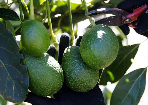 avocado00cae15_2af4b.jpg