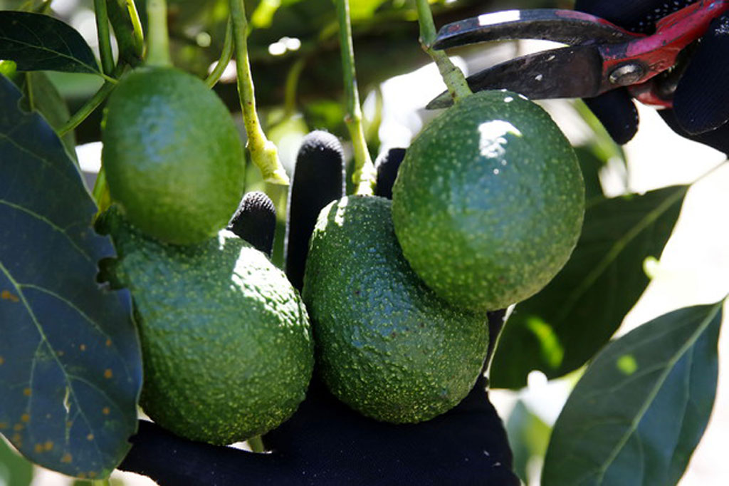 Dal Psr investimenti per filiere frutta tropicale e subtropicale e dei piccoli frutti: a disposizione 16 milioni per 223 aziende