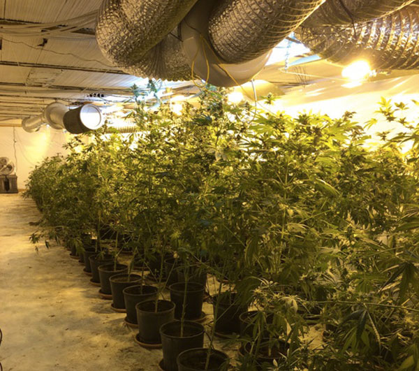 Calabria: Scoperto stabiimento illegale per produzione marijuana, 4 arresti
