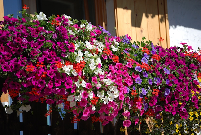 balcone-fiorito.jpg