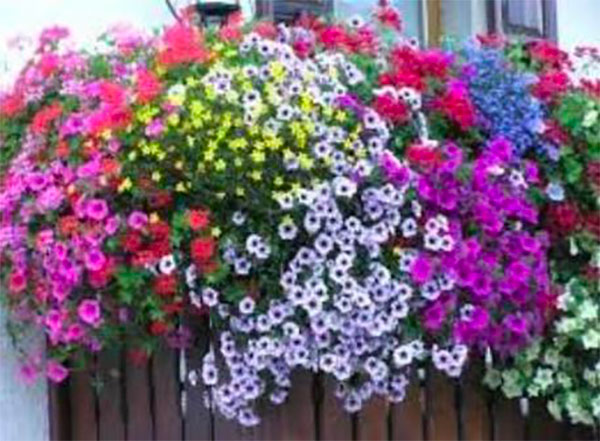 Lamezia, il Comune lancia il concorso "Balconi in fiore" in occasione della giornata per l'ambiente