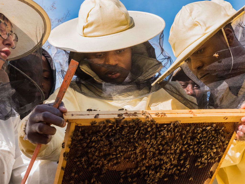 Lamezia: formazione e lavoro in apicoltura e agricoltura biologica, Progetto Sud coinvolge richiedenti asilo e rifugiati nel progetto Bee my job