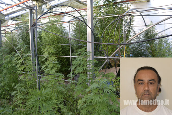 Lamezia: Scoperta serra per coltivazione canapa, arrestato Antonino Bertolami