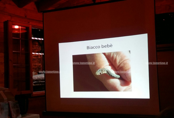 biacco.jpg