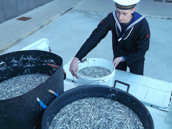 Capitaneria porto Crotone sequestra 270 chili bianchetto