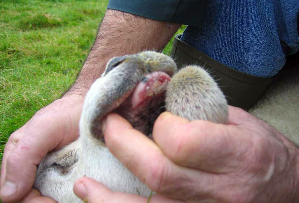bluetongue-in-sheep-virus_f1d90.jpg