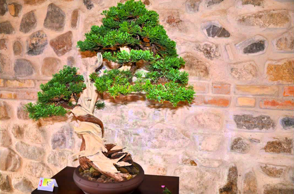 A Cosenza l'8 e il 9 ottobre l'arte millenaria del bonsai raccontata dai maestri 