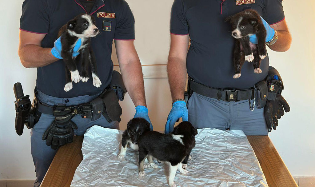 border-collie-def_94784.jpg