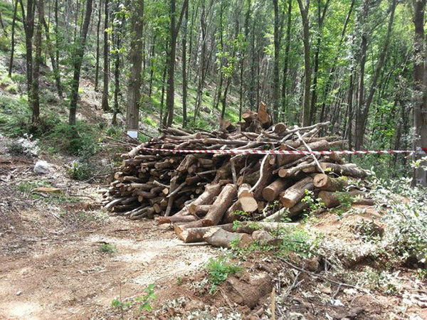 Area boschiva e 2000 quintali di legname sequestrati dal Cfs in provincia di Cosenza 