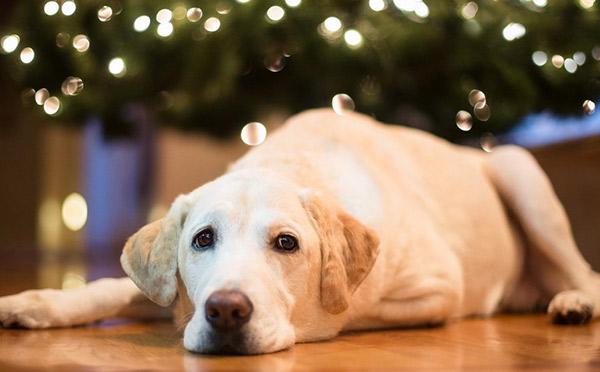 Botti di Capodanno e pericolo per animali, l'appello della Lav: "I Comuni li vietino"